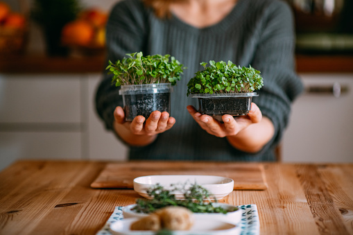 Woman Harvests the Micro Greens