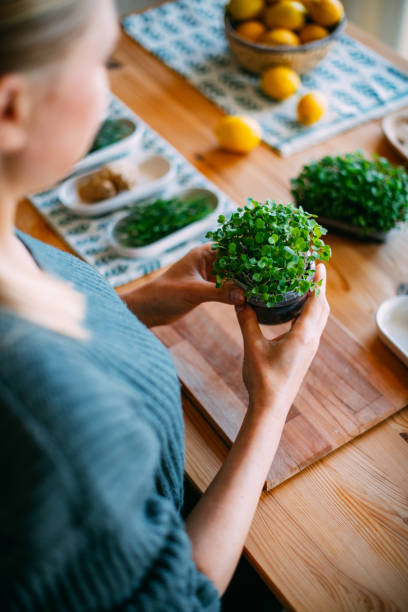 istock Microgreens Grown by Young Woman 1461683525