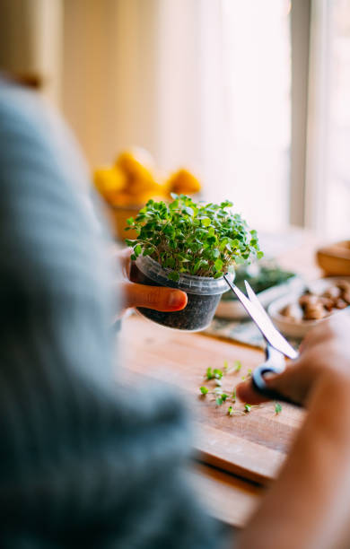 Woman Harvests the Microgreens