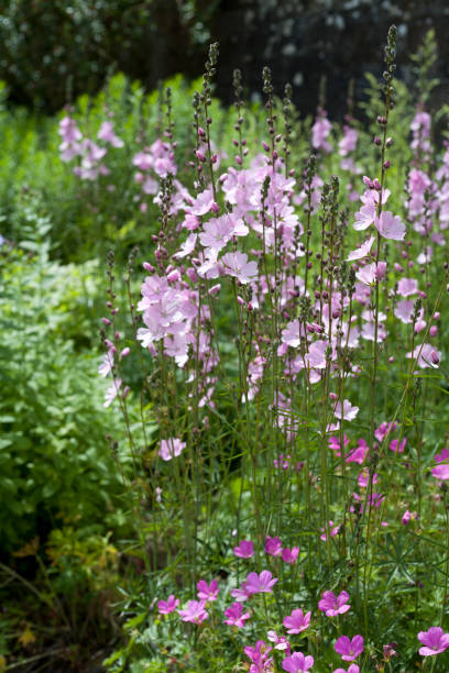 istock Old style country Scottish garden with mixed borders. 1461685377