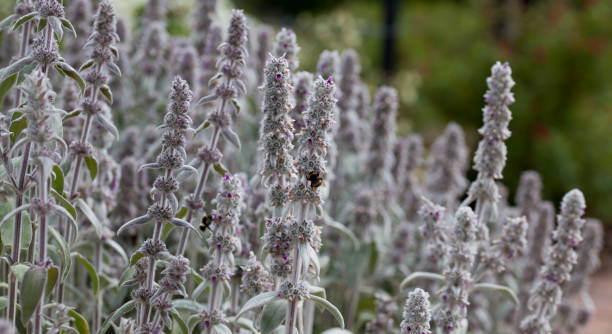 Lamb's ear plant  -  Stachys Byzantina blooming in violet in the medicinal garden. Lamb's ear plant  -  Stachys Byzantina -  silver wolly leaves and purple violet in the medicinal garden. big ears stock pictures, royalty-free photos & images
