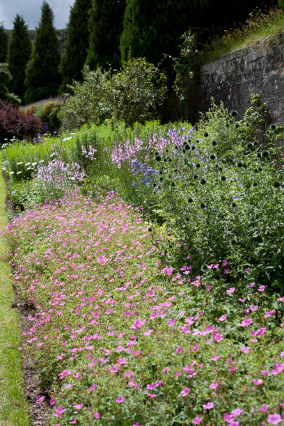 istock Old style country Scottish garden with mixed borders. 1461686240