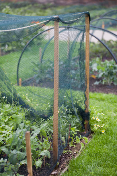 istock Mesh protection over vegetable garden, protects organic crops from pest demage. 1461686320