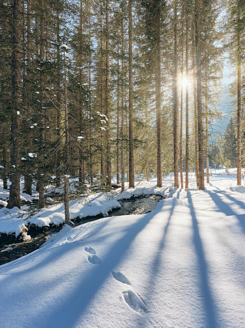 Backlit wide-angle view of a snow-clad forest of coniferous trees crossed by a picturesque mountain creek, located in the heart of a nature reserve. The bright, golden light of a winter day, with the sun casting long shadows on the ground. The tracks of a wild animal can be clearly seen in the foreground. Palette based on blue, yellow and green tones. High level of detail, natural rendition, realistic feel. Developed from RAW.