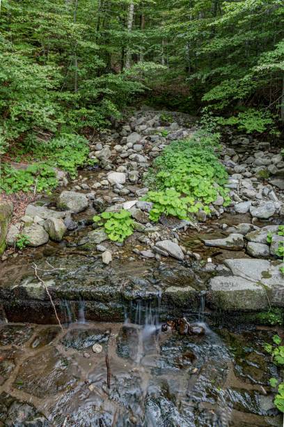 istock Small stream in the middle of the woods 1461689506