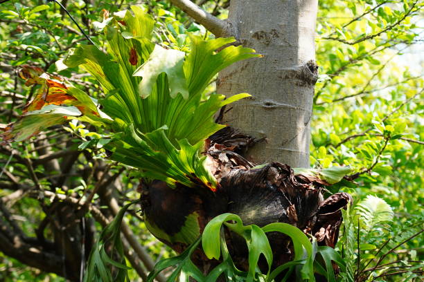 Polypodium polycarpon  fern Polypodium polycarpon  fern on tree in garden polypodiaceae stock pictures, royalty-free photos & images