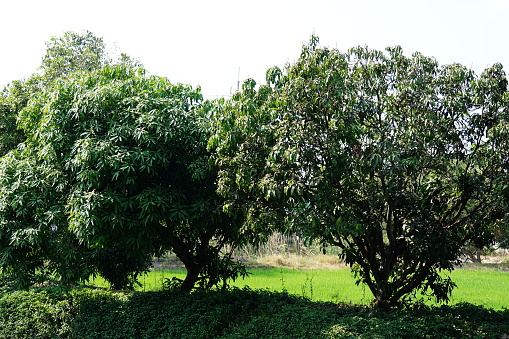 Mango trees in nature