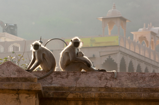 With an infant, two adults Rhesus macaques also known as thief or rebel monkeys, sitting back to back on a high wall in Jaipur.