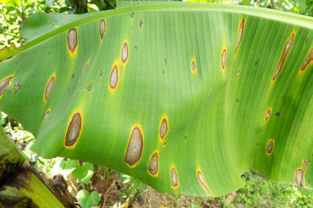 las hojas de plátano son dañadas por el patógeno antracnosis - colletotrichum fotografías e imágenes de stock