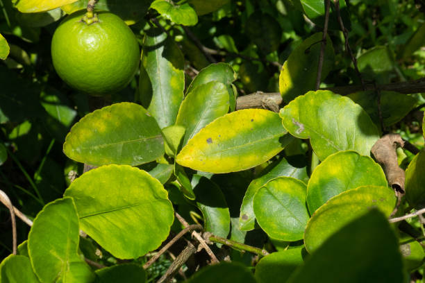 Lemon leaves are lack of magnesium (deficiency symptoms) the yellow pattern was formed But the middle line is still green in agricultural farm magnesium deficiency stock pictures, royalty-free photos & images