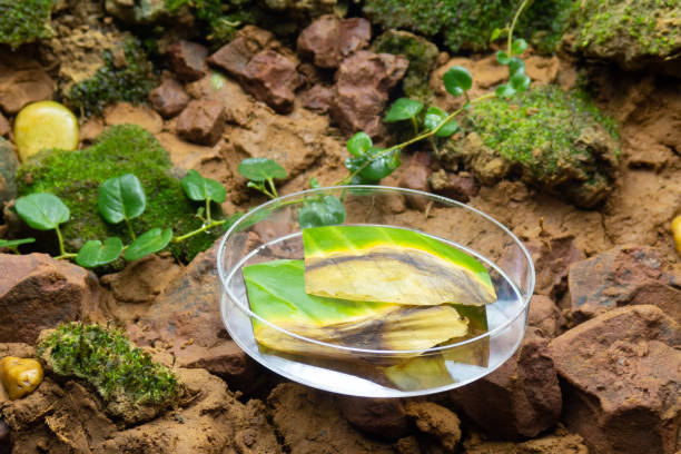 dieffenbachia-blätter werden durch anthracnose- oder colletotrichum-pilze zerstört - colletotrichum stock-fotos und bilder