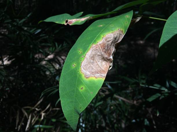 las hojas de caucho están dañadas por la enfermedad de la antracnosis o hongos colletotrichum - colletotrichum fotografías e imágenes de stock