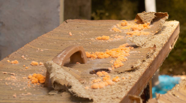 istock fungi or orange mold is growth on wardrobe which built from sawdust. 1461691580