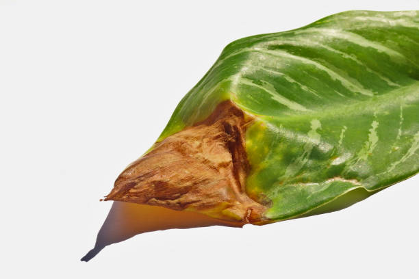 las hojas de dieffenbachia son dañadas por los hongos colletotrichum y se llaman es síntoma de tizón - colletotrichum fotografías e imágenes de stock