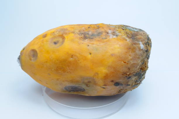 la papaya está severamente dañada por colletotrichum o enfermedad de antracnosis - colletotrichum fotografías e imágenes de stock