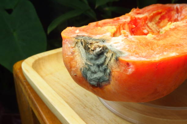 el hongo collototrichum destruye los polos de papaya que han madurado - colletotrichum fotografías e imágenes de stock