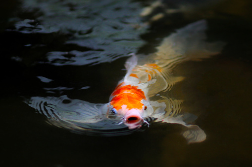 Japanese Koi fish swimming in the fish pond.