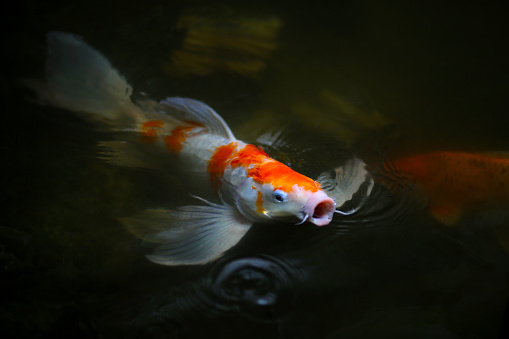 Japanese Koi fish swimming in the fish pond.