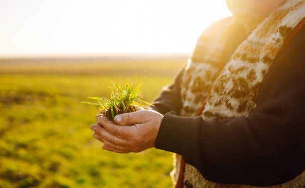 istock Young wheat sprout in the hands of a farmer. 1461692229