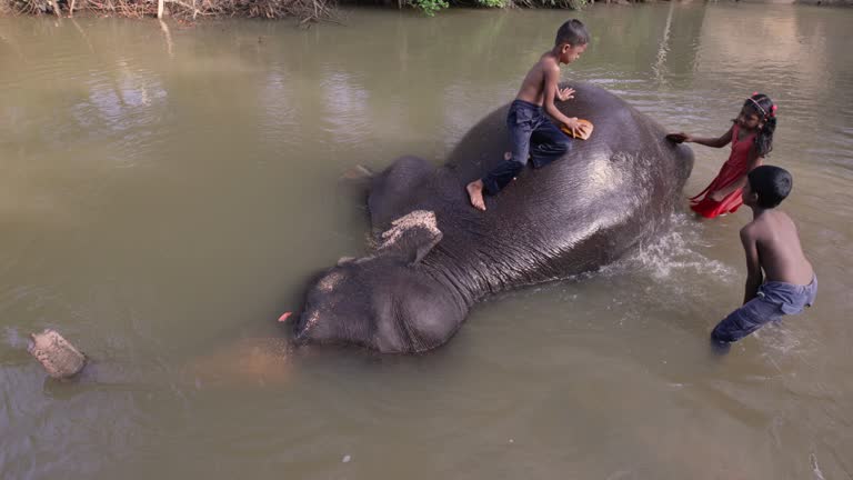 Children bathing  elephant in the river