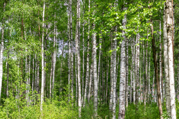 istock Birch forest in summer. Beautiful natural landscape. 1461693136