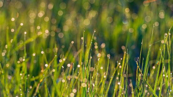 Dew drops on grass stems. Summer season. Web banner.