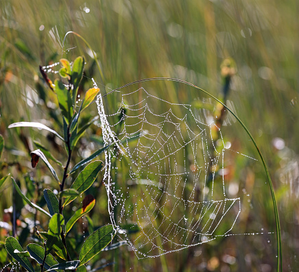 A spiderweb hanging on a single blade of grass in a meadow, covered in dew early morning