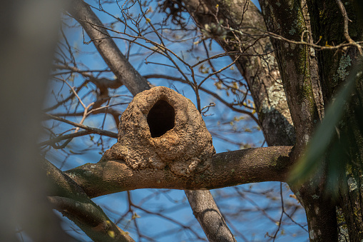 A bird's nest \