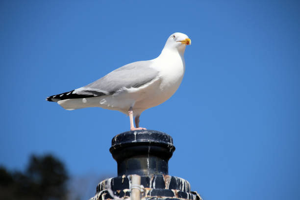 istock A view of a Seagull 1461711689