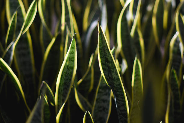 Sansevieria in Greenhouse.