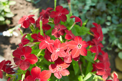 Red flowers of Nicotiana alata in the garden. Summer and spring time.