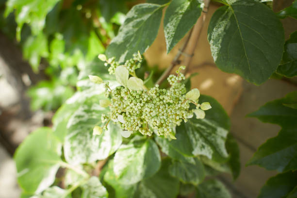 The Hydrangea macrophylla which it bloomed in early summer, and has been got close to in the Japanese culture for a long time.