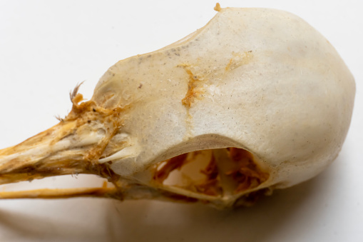 Close up view of bird skull. Bird anatomy. Bird skeletal system. Uper and lower mandible