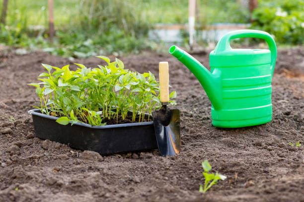 istock Planting vegetable seedlings in garden beds with black soil 1461734870
