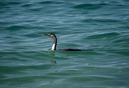 Black and white australian pied shag cormorant bird swimming in blue pacific ocean sea water at Abel Tasman National Park South Island New Zealand