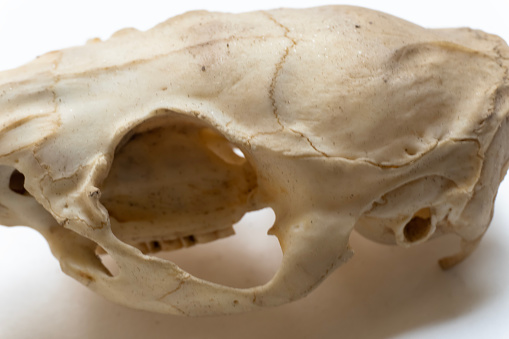 Side view ofbird skull. Bird anatomy. Bird skeletal system.