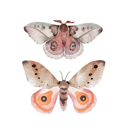 Set of multi-colored night butterflies on a white background close-up, watercolor hand-painted illustration.