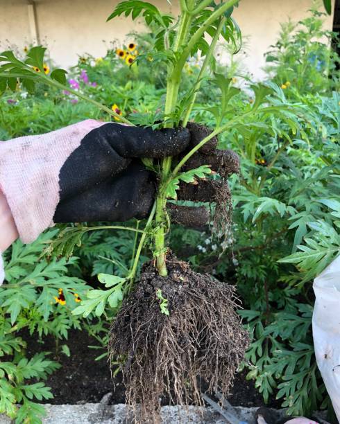 istock Hand-held Wildflower Cosmos Plant with substantial root system 1461744592