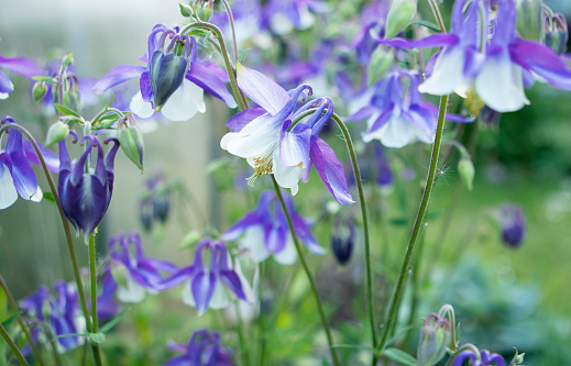 Aquilegia blue flowers in the garden