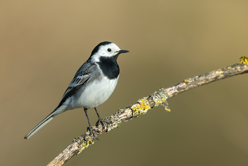 Male white wagtail (Motacilla alba) perching on a branch.