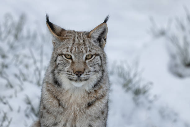 jeune lynx eurasien (lynx lynx) - lynx photos et images de collection