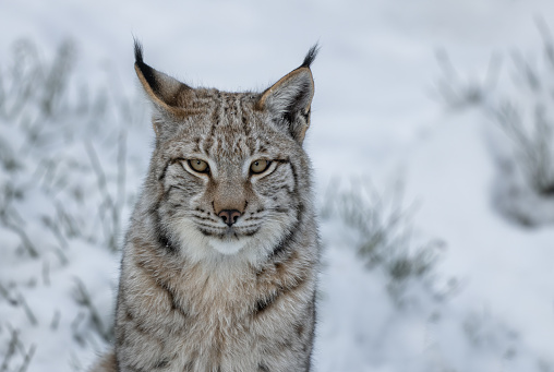Two Lynx in the snow. Wildlife scene from winter nature. Wild animal in the natural habitat