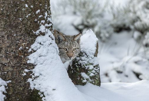 Eurasian lynx (Lynx lynx) standing behind a tree in winter.