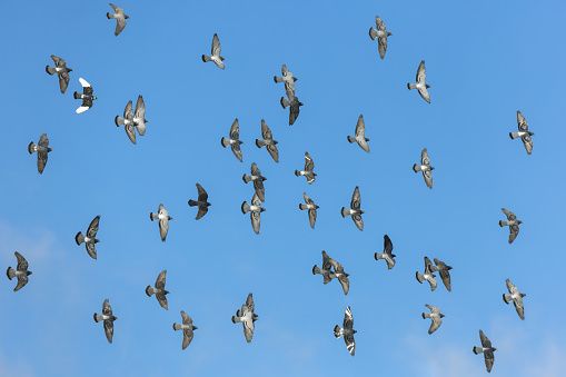 Movement Scene of Rock Pigeon Flying in The Air Isolated on Clear Sky