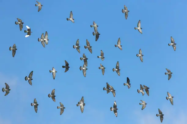 Flock of flying feral pigeons (Columba livia domestica or Columba livia forma urbana) against a blue sky.
