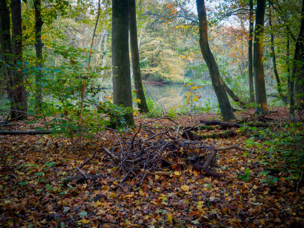 istock Forest with fallen colored leaves in Autumn 1461758720