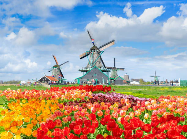 istock dutch windmill over tulips field 1461760873