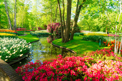 fresh spring lawn with blooming with white daffodil flowers, various tulips under green tree in formal garden, water spring in background, retro toned