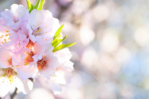 almond tree bloom, close up of spring of almond tree flowers