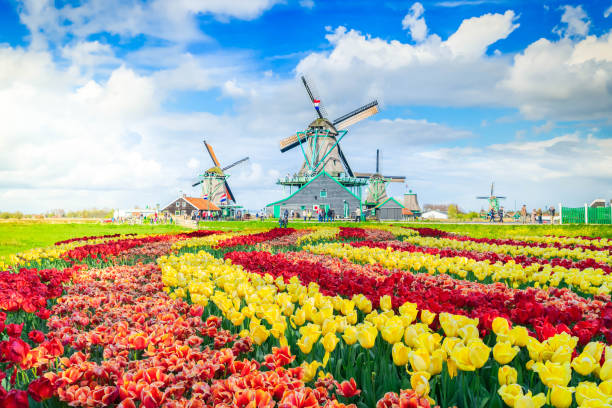 istock fresh lawn with flowers 1461760907